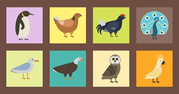 Coleção de espécies de aves ilustração vetorial diferente caracteres animais selvagens avifauna penas tropicais animais de estimação —  Vetores de Stock