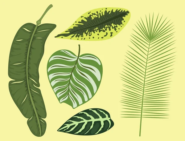 Feuilles tropicales été vert exotique jungle palmier feuille nature plante botanique hawaii flore vecteur illustration . — Image vectorielle