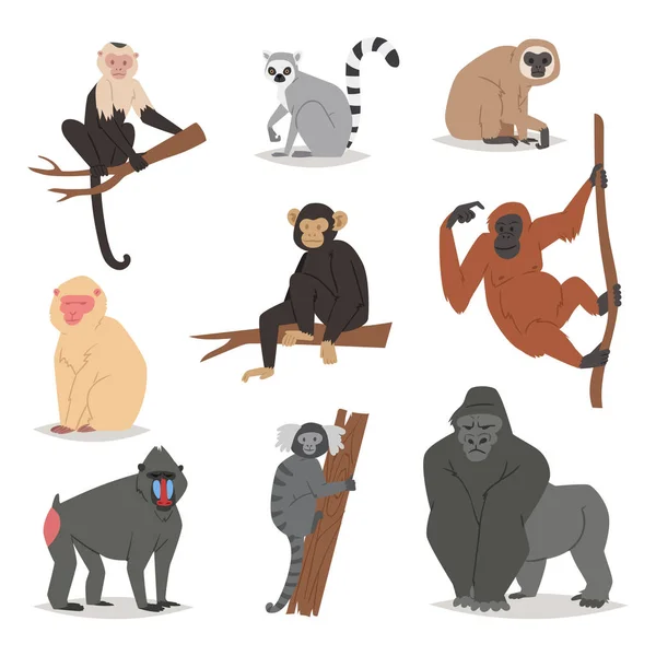 Ensemble vecteur singe mignon animal macaque personnage de dessin animé de singe de primate chimpanzé, gibbon et babbon singes brille illustration isolé sur blanc — Image vectorielle