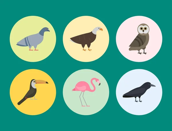 Vogelarten Sammlung verschiedene Vektor Illustration wilde Tiere Charaktere Avifauna tropische Federn Haustiere — Stockvektor