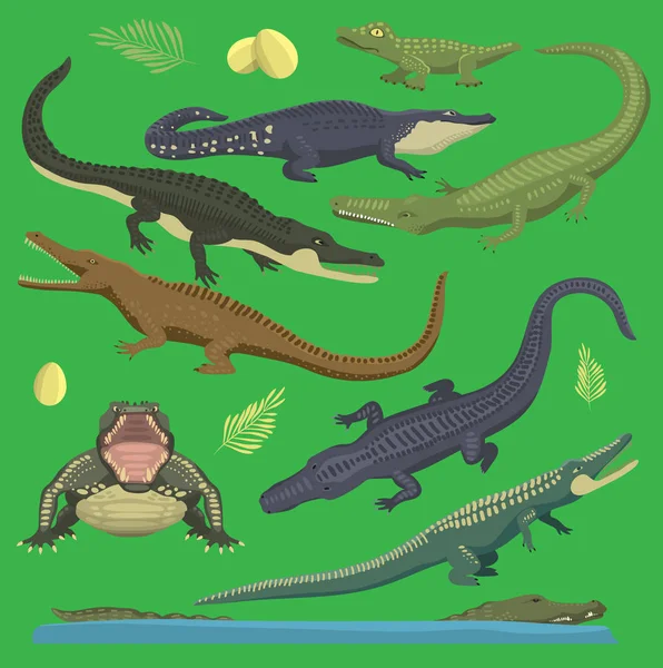 Crocodile alligator zöld vektor hüllő illusztráció a vadon élő állatok gyűjtése rajzfilm stílusú be. Rajzfilm zöld krokodil hüllő nyitott szájjal, és elülső felülnézet, öreg és fiatal hüllő — Stock Vector