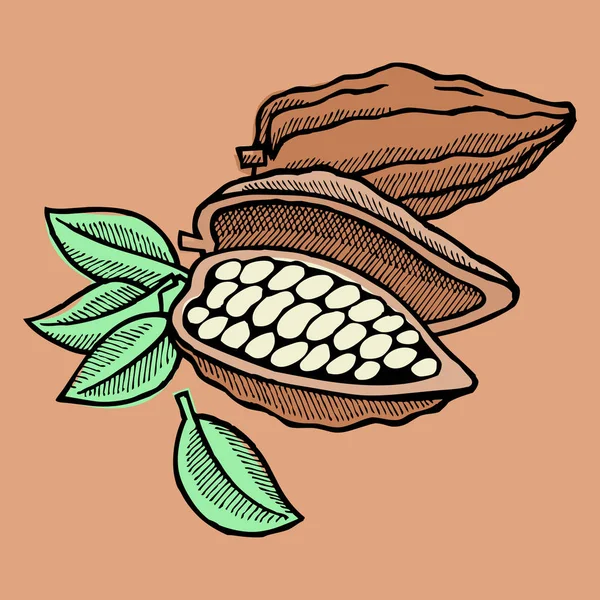 Векторний какао-боб рука намальована ескіз каракулі їжа какао шоколадна солодка ілюстрація . — стоковий вектор