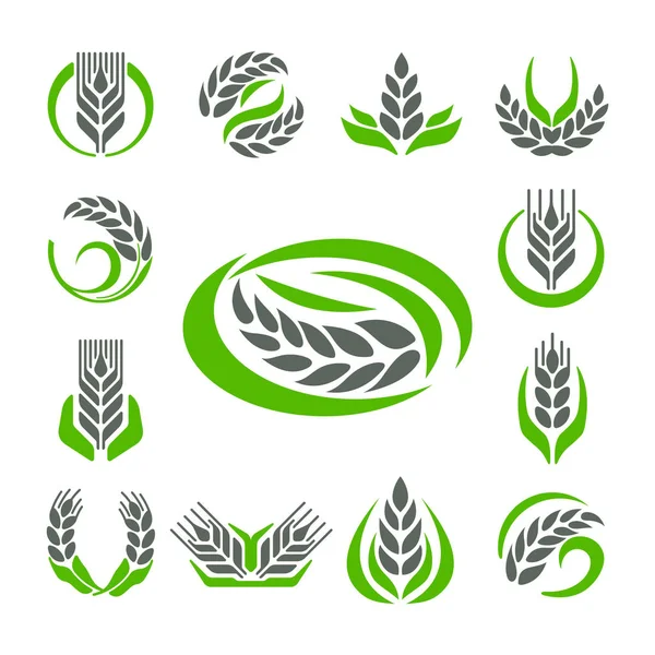 Orejas de cereales y granos agricultura industria o logotipo insignia diseño vector alimentación ilustración orgánica símbolo natural — Archivo Imágenes Vectoriales