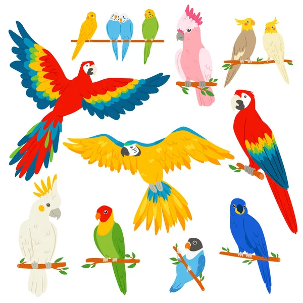 Papegoja vektor parrotry karaktär och tropisk fågel eller tecknad exotiska Ara i tropikerna illustration uppsättning färgglada tropic birdie isolerad på vit bakgrund — Stock vektor