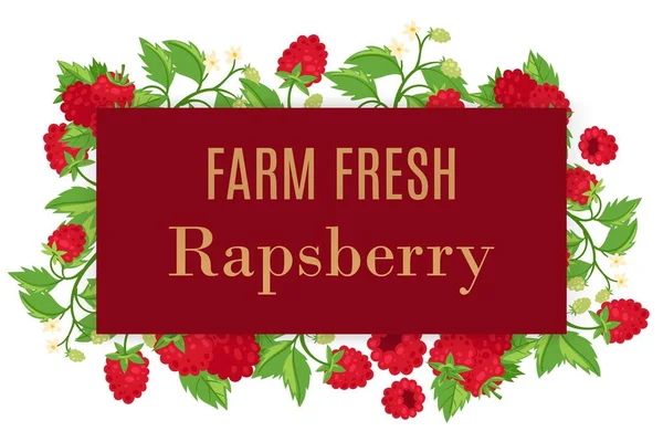 Fresh farm raspberry whole with leaves and flowers vector cartoon illustration summer frame poster. — 스톡 벡터