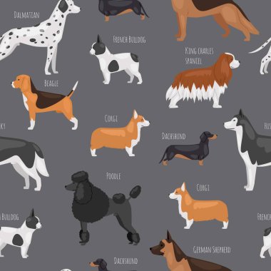 Köpek, vektörsüz desenli örnekleme üretir. Ev hayvanları, bulldog, spaniel, poodel ve corg, dalmaçyalı ve av köpekleri için büyük boy köpekler. Dost canlısı köpekler..
