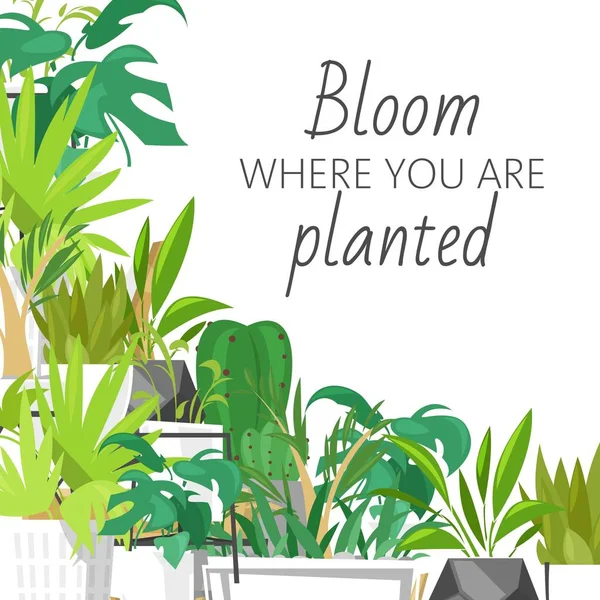 Liar tropis rumah vektor tanaman ilustrasi, dekorasi taman rumah. Cetak desain dengan terrarium dan huruf, mekar di mana Anda ditanam. Monstera, cacti dan daun lezat . - Stok Vektor