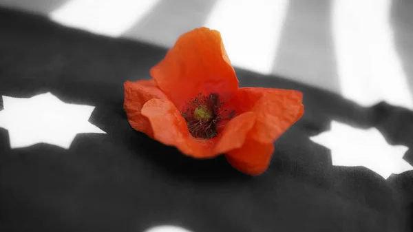Memorial Day. Poppy on Black and White Flag. — Stock Photo, Image