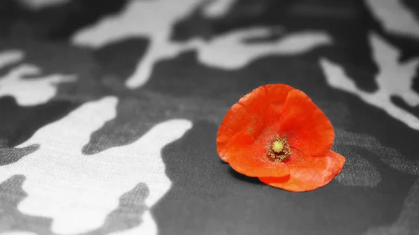 Memorial Day. Poppy Flower on Camouflage Background. — Stock Photo, Image