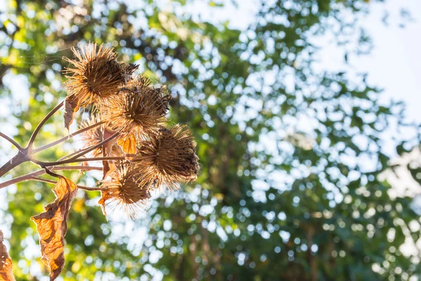 죽은 죽어 세부 매크로 밖에 갈색 식물 잎 — 스톡 사진