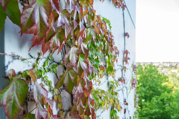 Zöld-piros levelek egyre nagyobb a Cement fal szőlővel — Stock Fotó