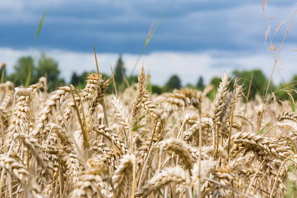 Wheat Grain Field Beige Landscape Nature Outdoors Farm Country