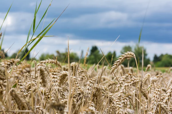 Wheat Grain Field Beige Landscape Nature Outdoors Farm Country