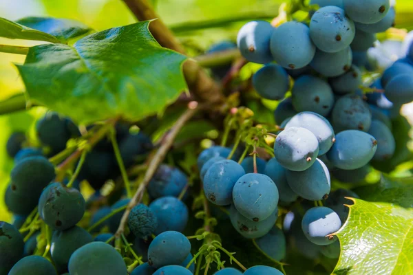 Bush bessen wilde natuur groen laat blauw Plant — Stockfoto