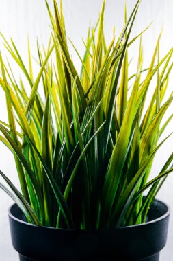 Suni çim izole plastik yeşil ışık beyaz arka plan dekorasyon