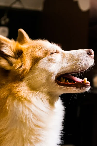 Bonito laranja branco peludo cão interior Housepet retrato quente — Fotografia de Stock