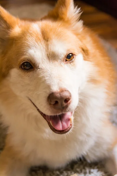 Mooie oranje wit harige hond Indoor Housepet portret warmte — Stockfoto