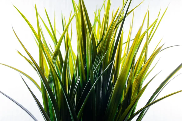 Suni çim izole plastik yeşil ışık beyaz arka plan dekorasyon