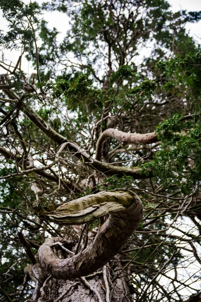 Curve Branch Texture Bois Vers le spectateur — Photo