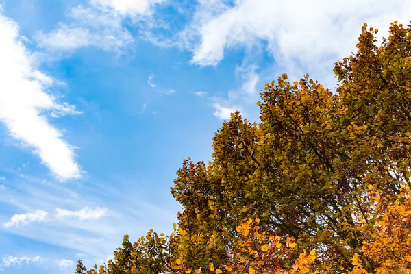 Blue Sky φθινόπωρο πορτοκαλί κίτρινα φύλλα κόκκινο κουβούκλιο δέντρο φόντο — Φωτογραφία Αρχείου
