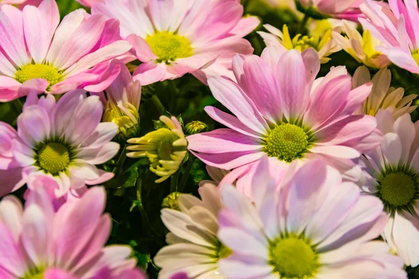 Rosa grön blommor kronblad radiella Bouqet Store utomhus gäng Bac — Stockfoto