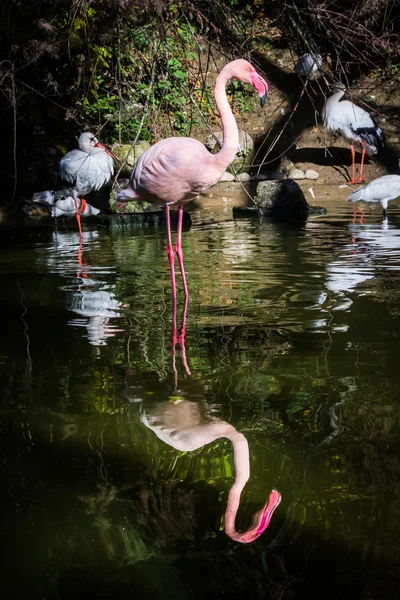 플라밍고 한 다리 물 핑크 반사 대칭 연못 L 서 — 스톡 사진