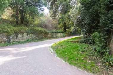 Orman yolu yeşillik parlak güzel gün açık havada doğal yaşam parkı 