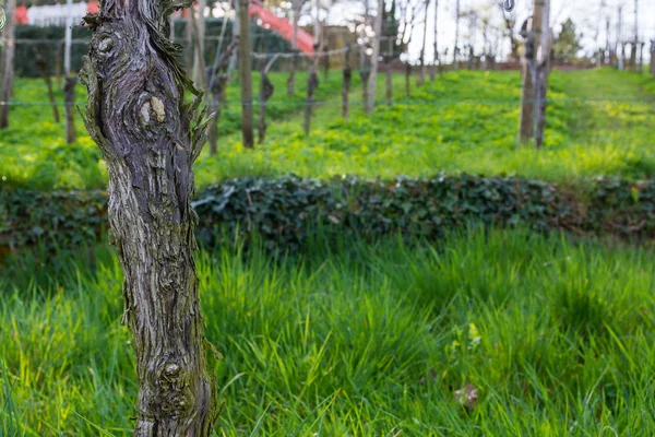 Winnica Post tekstura zbliżenie oddział szorstki drewnianymi liście Zielona G — Zdjęcie stockowe