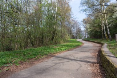 Orman yolu yeşillik parlak güzel gün açık havada doğal yaşam parkı 