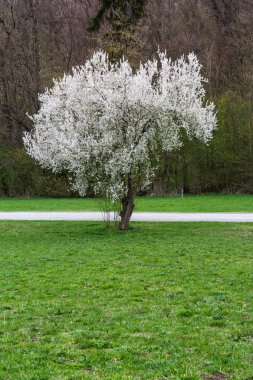Parlak beyaz çiçek açan ağaç kontrast Park alan arka Landscap