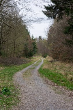 Soğuk sonbahar orman yolu çıplak dalları yeşil lastik parça Landscap