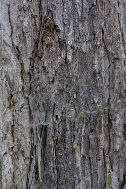 Ağaç sert kabuk doku kahverengi