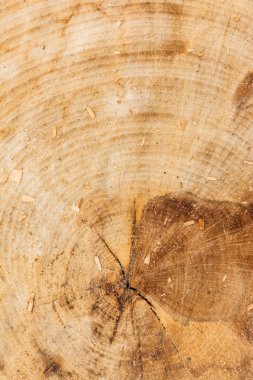 Ağaç güdük doku talaş inşaat yüzük Cut