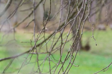 Orman sonbahar soğuk gün çıplak asılı şubeleri