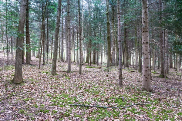 Leśne pole pni zatłoczone podłogi przestrzeni parku — Zdjęcie stockowe