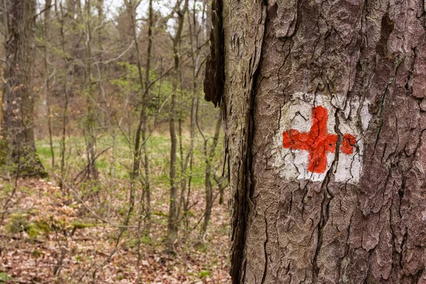 Simbolo di emergenza della Croce Rossa Medica dipinto sulla foresta del tronco d'albero — Foto Stock