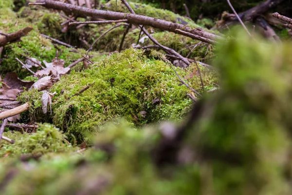 Muschio sui tronchi Foresta Selvaggia Esterni Foglie — Foto Stock