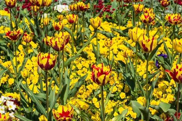 아름 다운 화려한 노란 꽃 가든 시티 조 경 — 스톡 사진