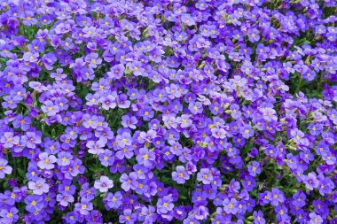 Güzel bahar çiçekleri açık havada mor