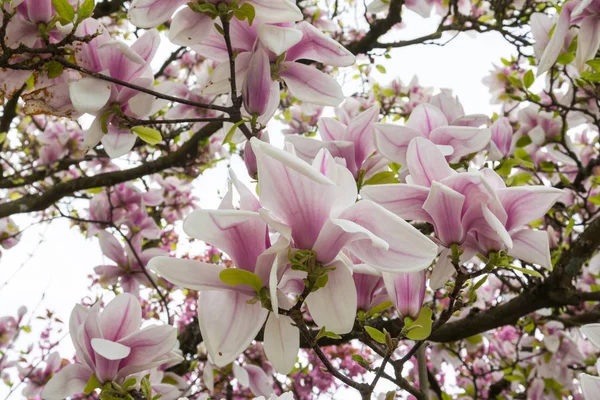 Lindas flores da primavera ao ar livre Magnolias Branco Rosa — Fotografia de Stock