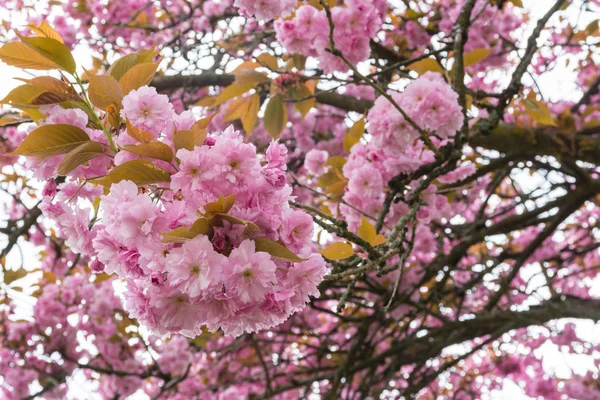 야외에서 아름 다운 봄 꽃 핑크 Whiet 작은 밀도 — 스톡 사진