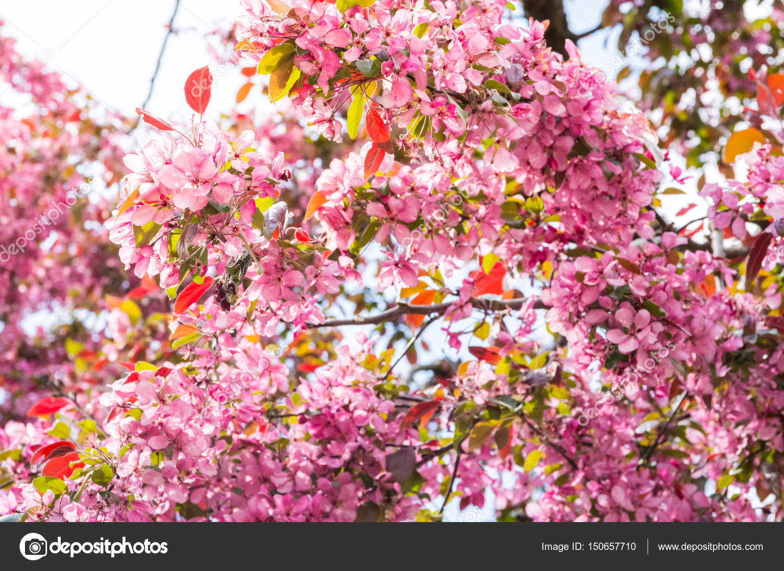 Welche Blumen Blühen Im April - Leoniduboes