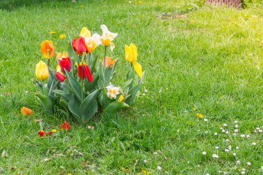 Par yeşil çimenlerin üzerinde tek renkli çiçekler düşen yaprakları