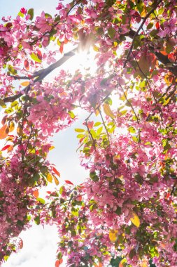Parlak gün Pembe çiçek açması bahar Nisan renkli güneş Fla çiçekler