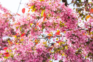 Parlak gün Pembe çiçek açması bahar Nisan renkli güneş Fla çiçekler