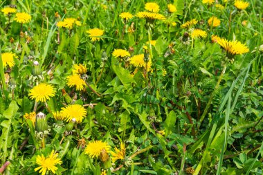 Karahindiba Closeup çim Park açık havada güzel hava tezgah