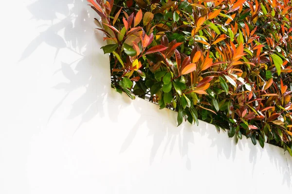 Üres fehér fal szabadban lombozat N a piros és a zöld levelek Bush — Stock Fotó