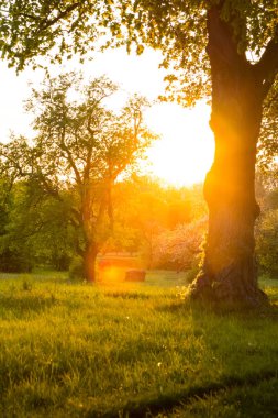 Sunset over Trees,  Germany