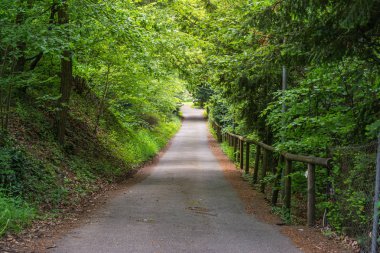Ormanda bir patika. Doğa, Huzurlu Yürüyüş