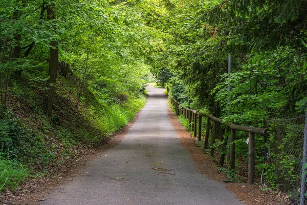 Ormanda bir patika. Doğa, Huzurlu Yürüyüş